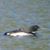 Lynn Lachecki's profile image