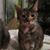 Debbie Denaro's profile image