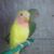 Roza Dawod's profile image
