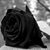 Marisol Mendoza's profile image