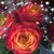 Carol Nolin's profile image