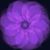 Raven Profit's profile image