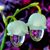 Thanh Chan's profile image