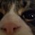 Cheryl Galowitch's profile image