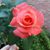 Celeste Pesaresi's profile image