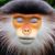 Adrien Tanguay's profile image