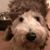 Monica Schulman Schuley's profile image
