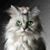 Dawn Gronow Hall's profile image