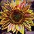 Sue Sawyer Erickson's profile image