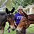 Connie Nicholson-Price's profile image