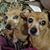 Shelly R. Spicer's profile image