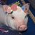Mary Torok's profile image