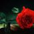Diego Picon Veiras's profile image
