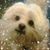 Rosemary D'Ambola's profile image