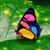 Robin Klinglesmith's profile image