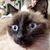 Ann Johnson Hanson's profile image
