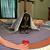 Gina Shiplett's profile image