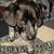 Mark S. Adamovich's profile image