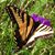 Jacque Angell's profile image