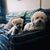 Kathleen Dougherty-Wiley's profile image