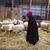 Linda Cosma's profile image