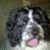 David Castro's profile image