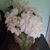 Marie Hussey's profile image