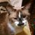 Shauna Pittman Whetten Hustin's profile image