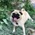 Debbie Campbell's profile image
