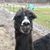 Heather Wapniewski's profile image