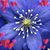 Linda Heuermann's profile image