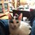 Sylvia M Rini's profile image