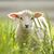 Steven Alban's profile image