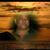 Jesse Duenas's profile image
