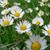 Jane Whelan's profile image