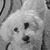 Cecil White's profile image