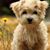 Diane Moll's profile image