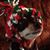 Dian Harris's profile image