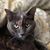 Kelly Lucas DeMilio's profile image