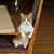 Jody Bohlsen Chege's profile image