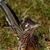 Diane Robertson's profile image