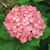 Connie Ramlow Kramer's profile image
