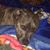 Dana Lee Summerlin Hutto's profile image