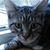 Debbie Morris's profile image