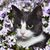 Terri McLaughlin's profile image