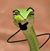 Harley Joseph Kriebel's profile image