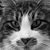 Lisa House's profile image