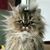 Abby Hedman's profile image