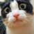 Lavender Loon's profile image