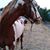 Donna Maikranz Deys's profile image
